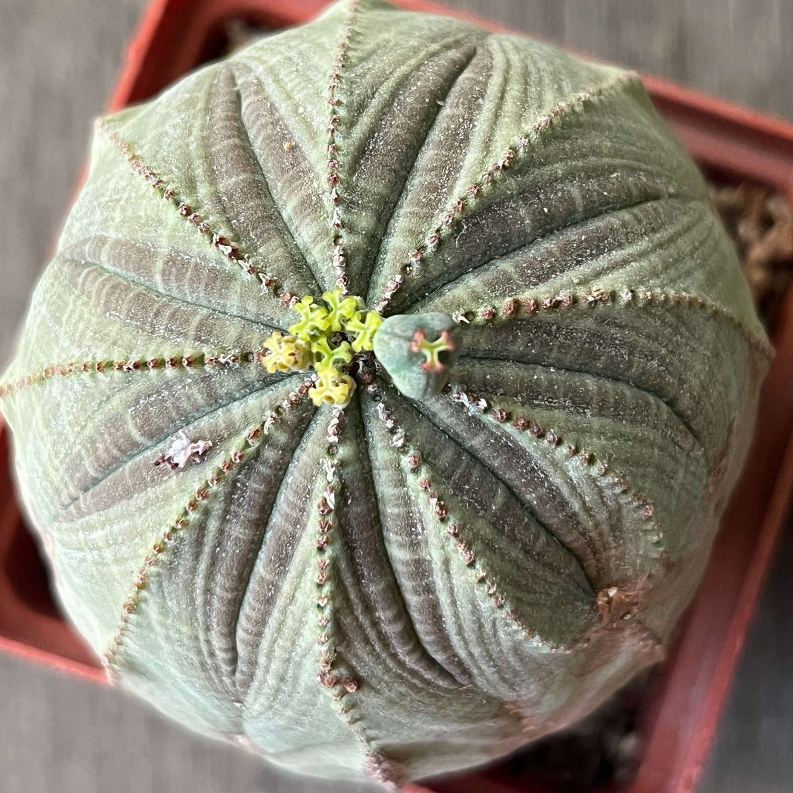 A42-2048 Euphorbia obesa old pair M+F, 10+ years, own root