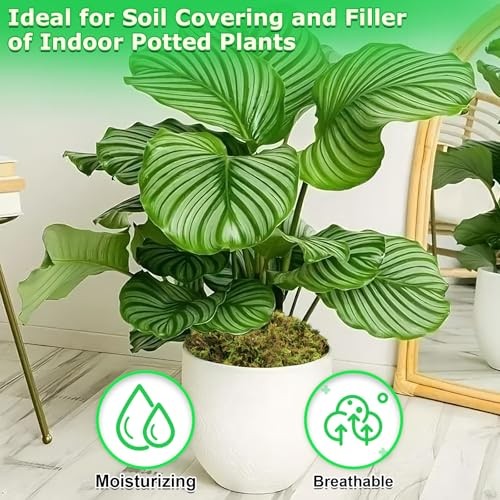 Green Moss for Crafts, Real Forest Moss for Plants Indoor, Table 2.6 LBS