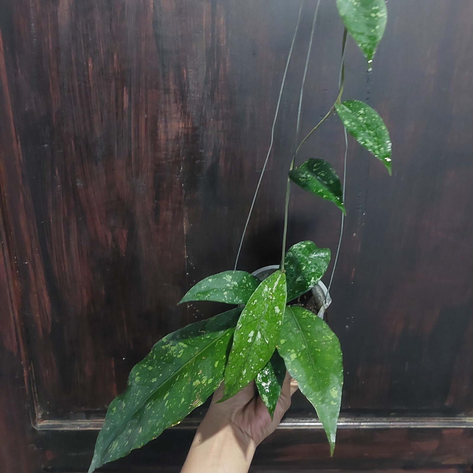 Hoya Sp Aceh Splash Real Pickture. Free phytosanitary Ship By DHL Express.
