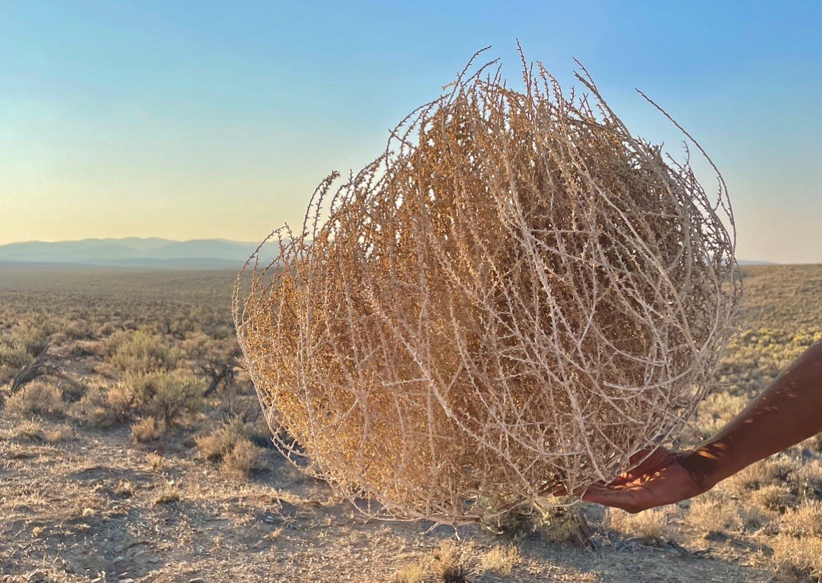 Tumbleweeds ! BEST and FULL LARGE Size! 16”-19” Natural Western Decor Nevada USA