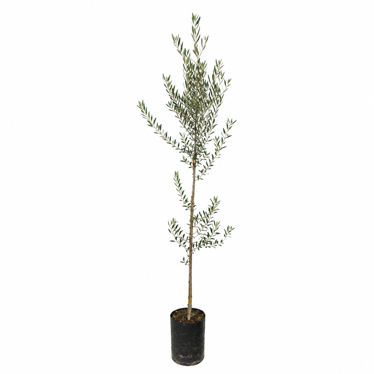 Olea europaea cv NOCELLARA – Nocellara Olive
