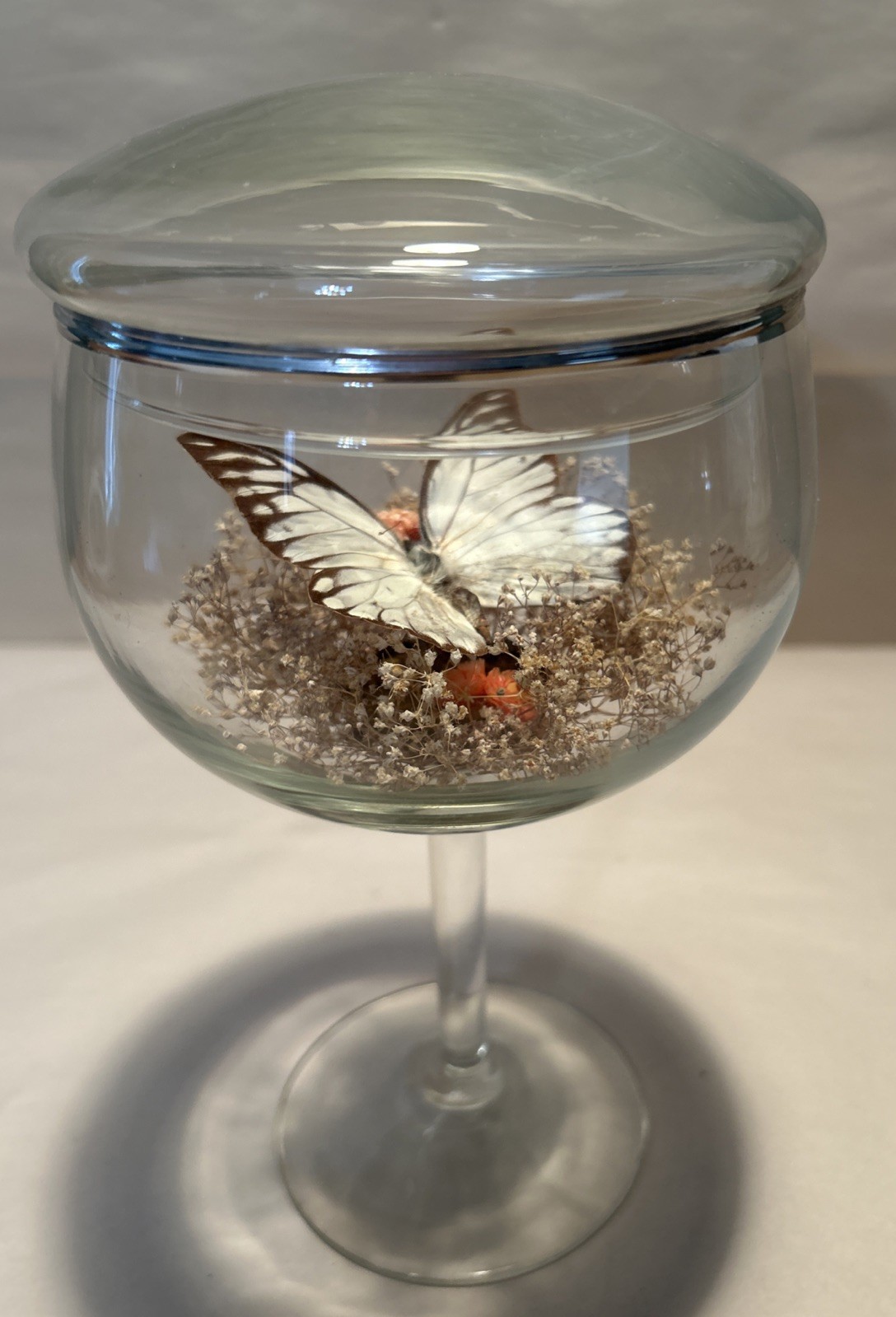 Vintage Real Butterfly Terrarium Boho MCM Cottagecore 8 3/4” H Floral Excellent