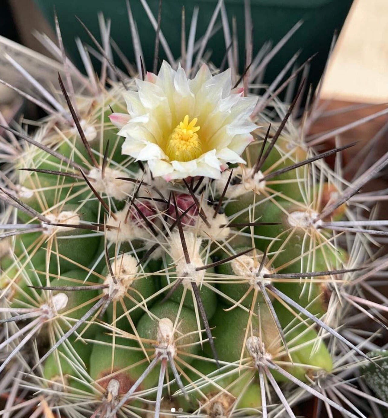 Thelocactus garciae SEEDS – Rare Cactus SEEDS