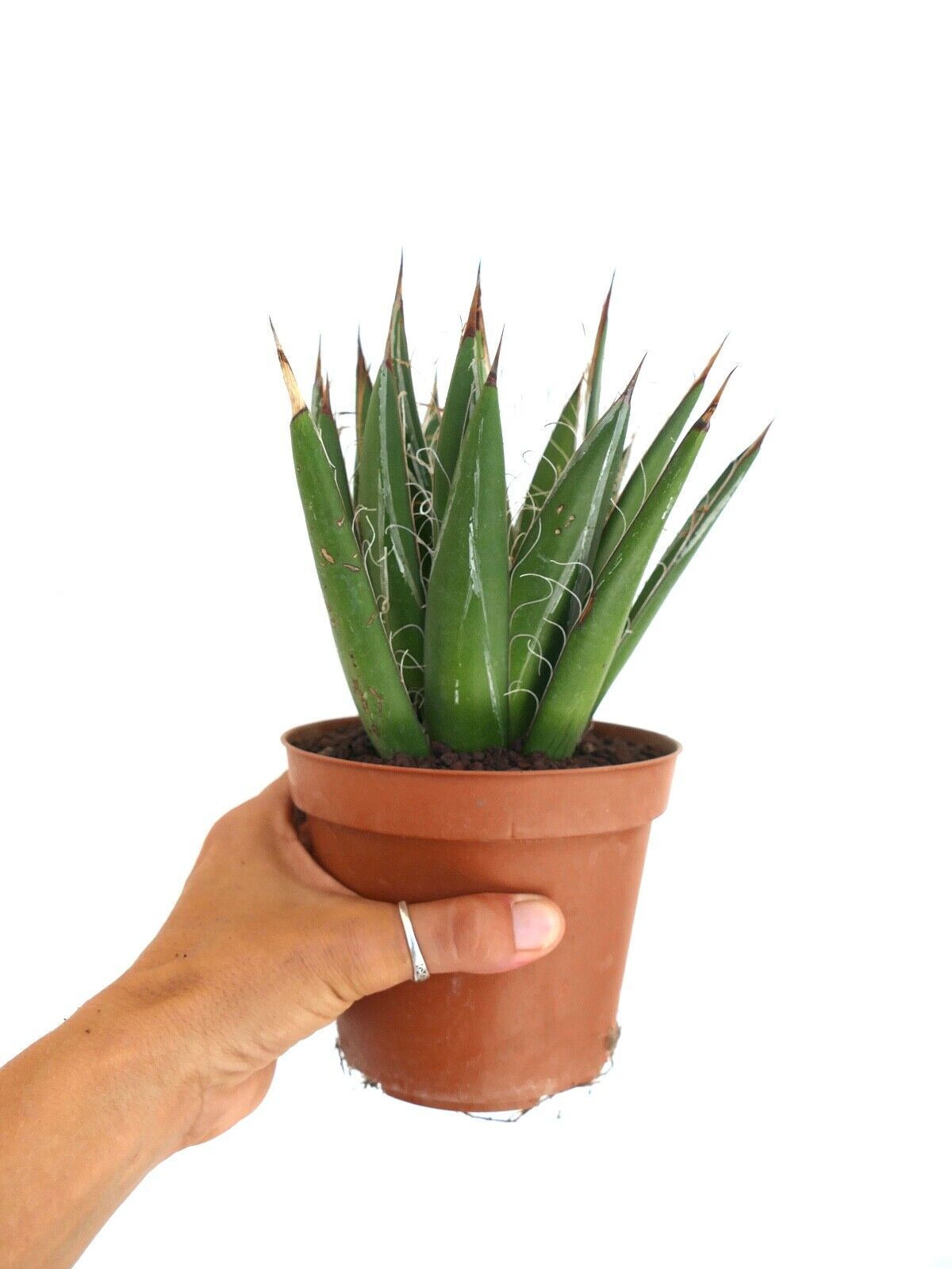 Agave schidigera COMPACT FORM KZ9 – Thread agave | Century plant
