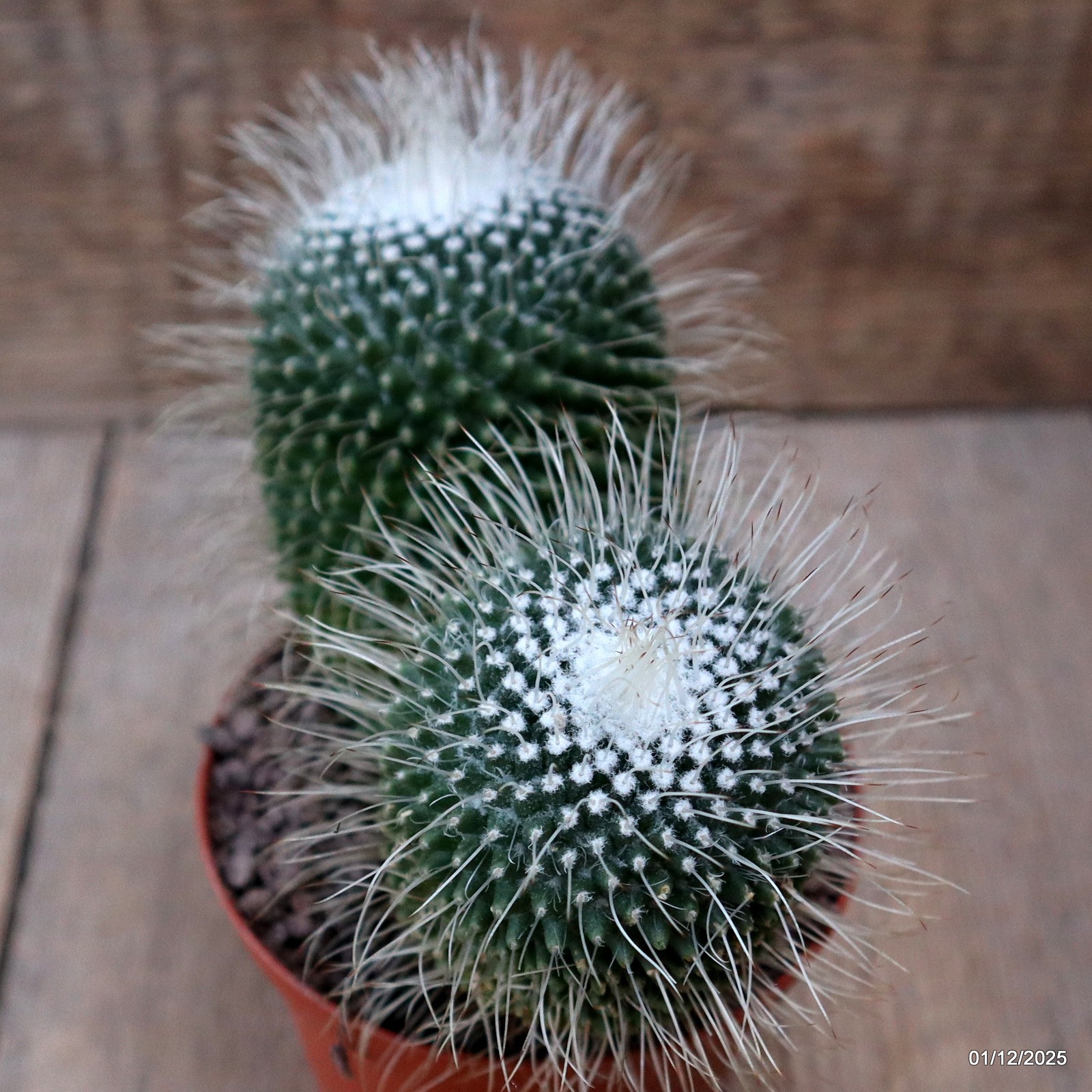 D7619 MAMMILLARIA SPINOSISSIMA UNPICO pot10-H11-W14 cm MaMa Cactus