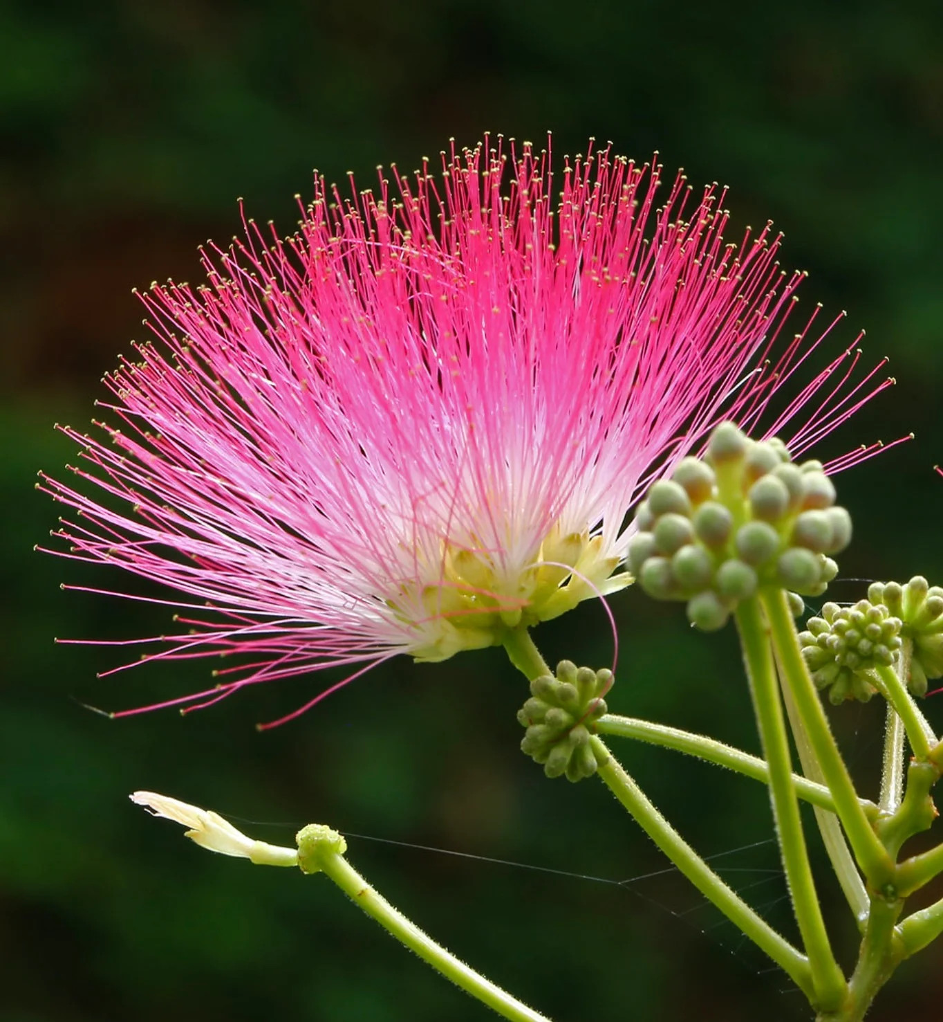 Albizia julibrissin –