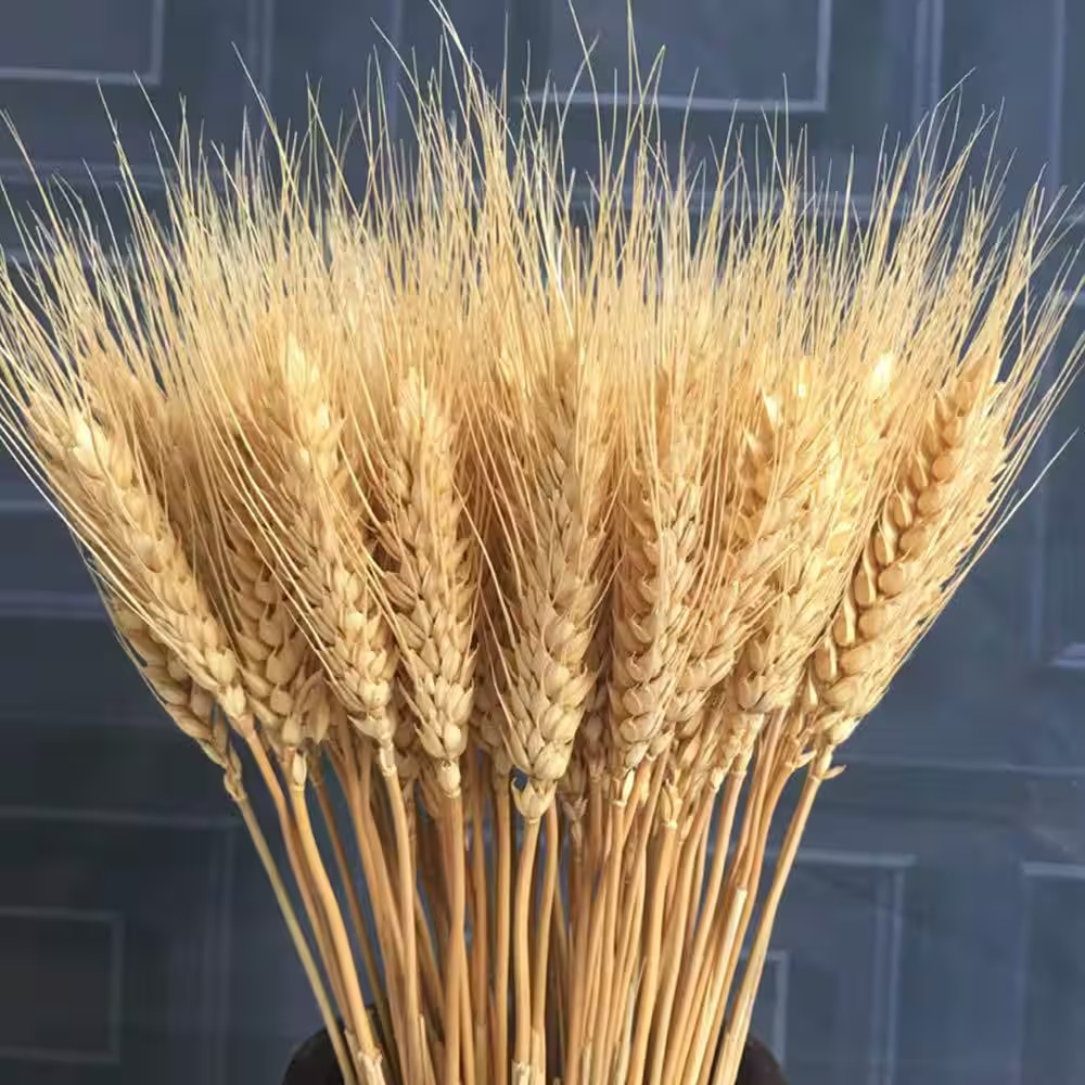 2.48 In. (Set of 100) Natural Dried Wheat Stalks 16 In. Tan Artificial Plant Whe