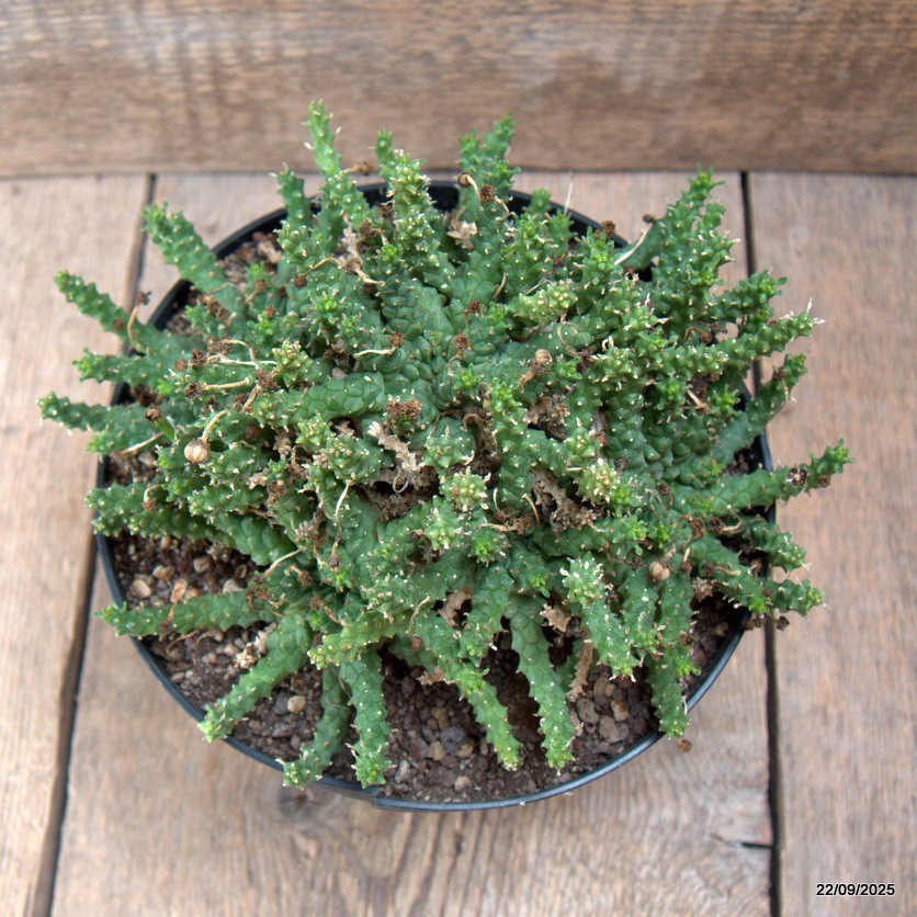 D6535 EUPHORBIA GORGONIS pot18-H13-W22 cm MaMa Cactus