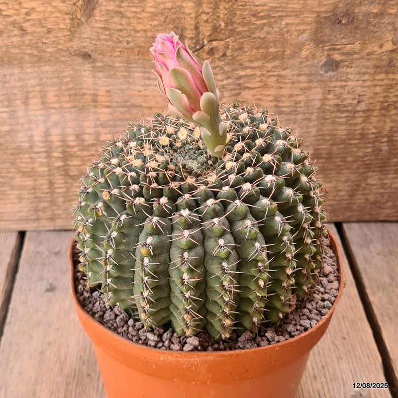 D5905 GYMNOCALYCIUM BALDIANUM OLD pot14-H11-W12 cm MaMa Cactus