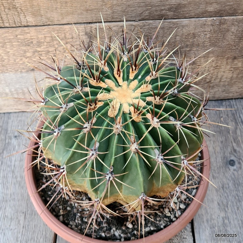 D5850 FEROCACTUS HYSTRIX pot25-H19-W21 cm MaMa Cactus