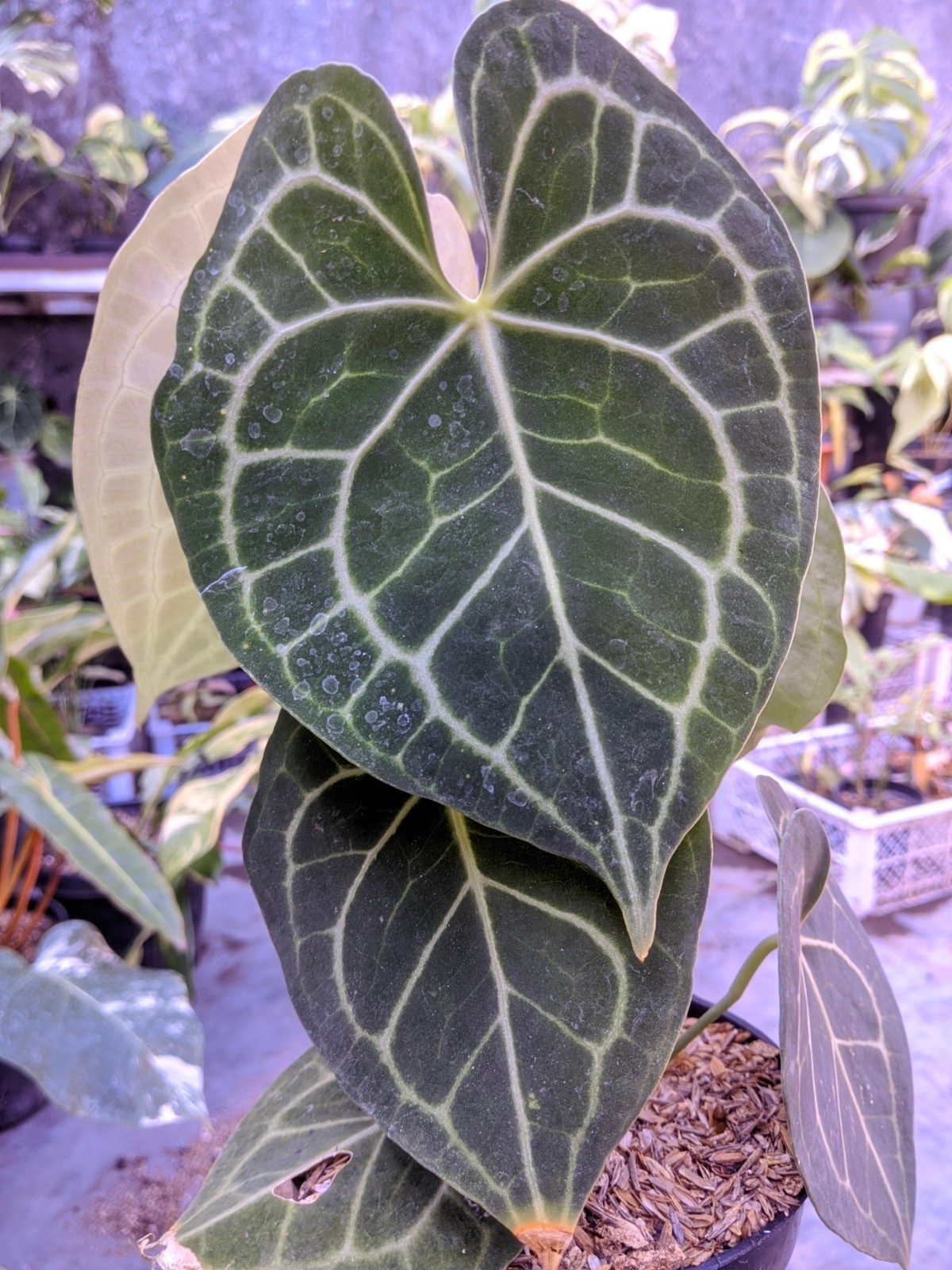 Anthurium Clarynervium Large Size Real Picture