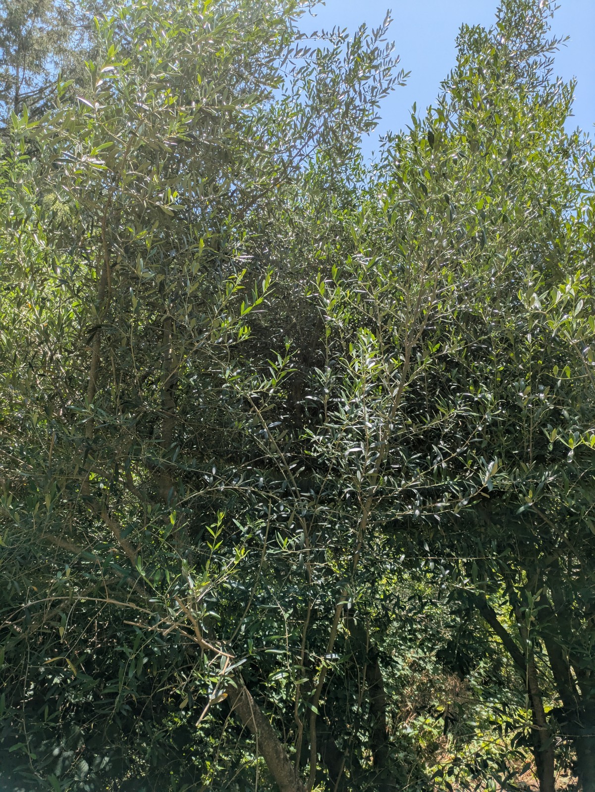 10 Large Fresh Cut Olive Branches Local Pickup Only Sonoma County Decor