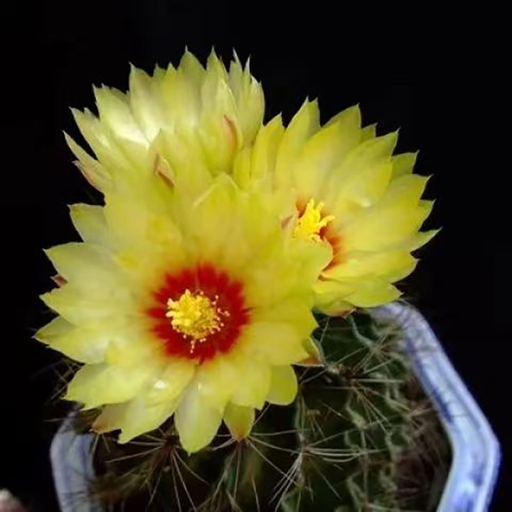 Thelocactus Setispinus (Fish Hook Cactus) – Drought Tolerant Live Plant