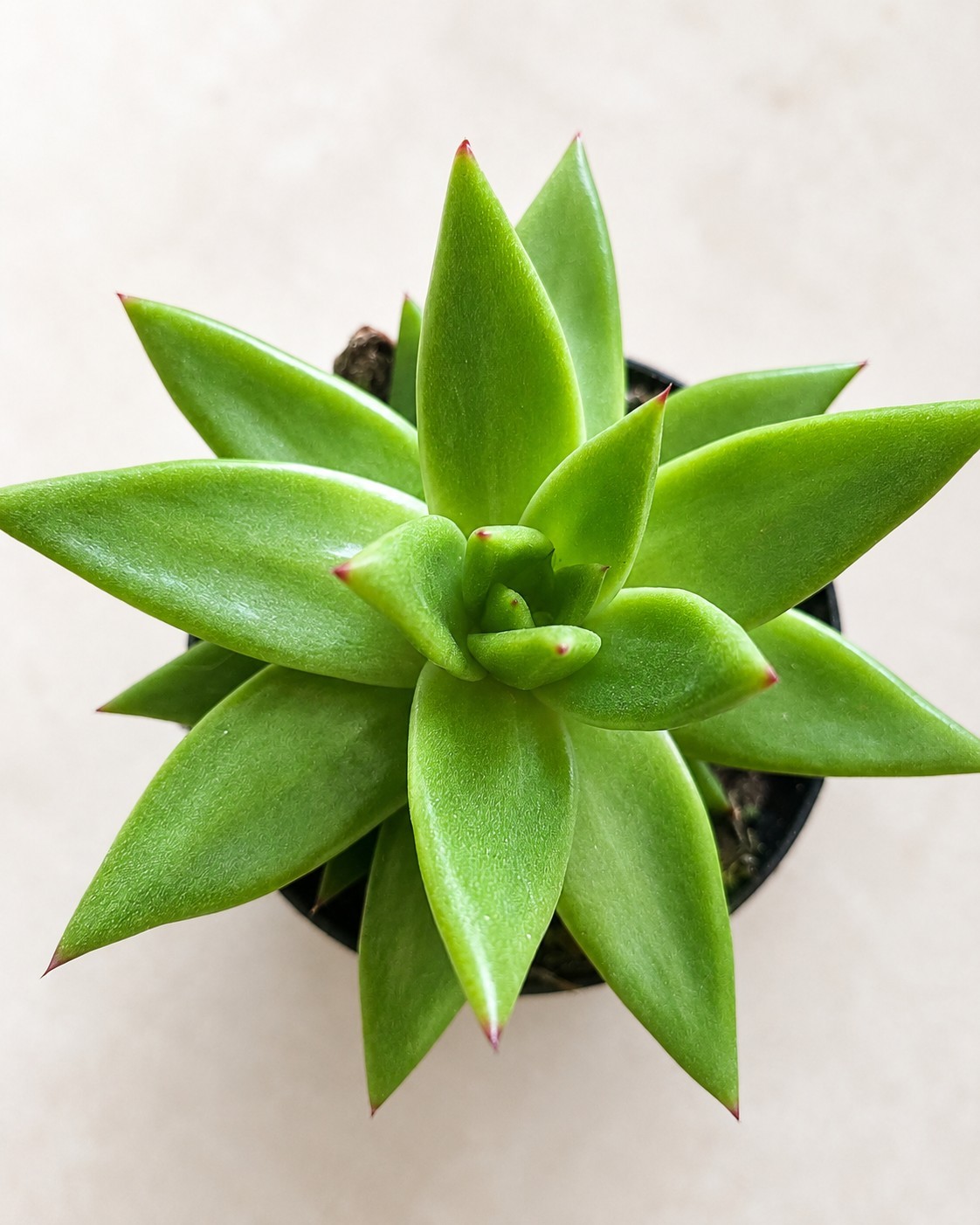 Live Echeveria Succulent Plant 4” Pot – Green Rosette Indoor Outdoor Plant