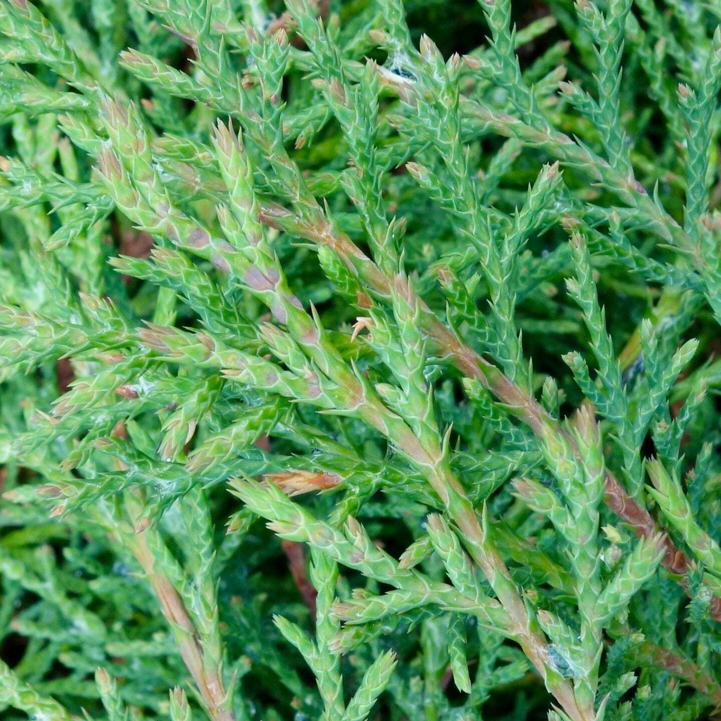 Microbiota decussata 40-50cm | Siberian cypress | Russian arborvitae – Siberian