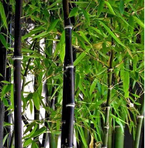 100 BLACK Bamboo Seeds – Phyllostachys nigra – Hardy Rare Plant
