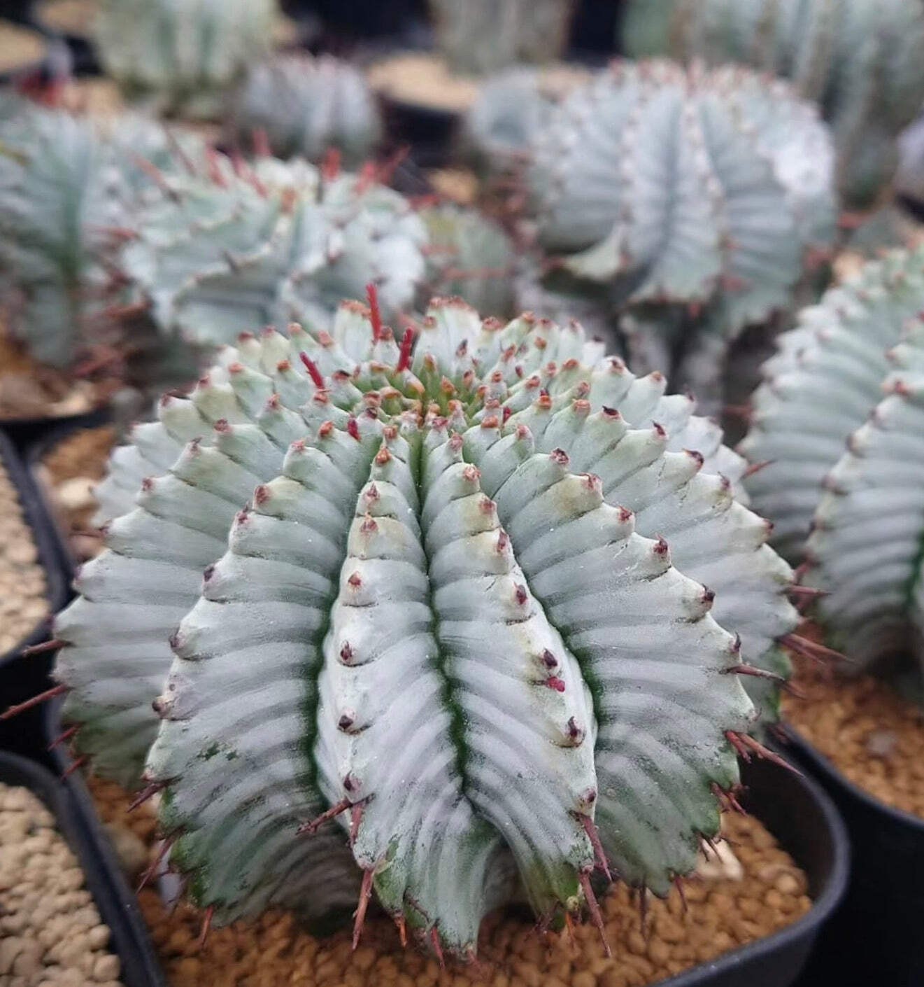 Euphorbia polygona SEEDS – African milk barrel | Snowflake cactus