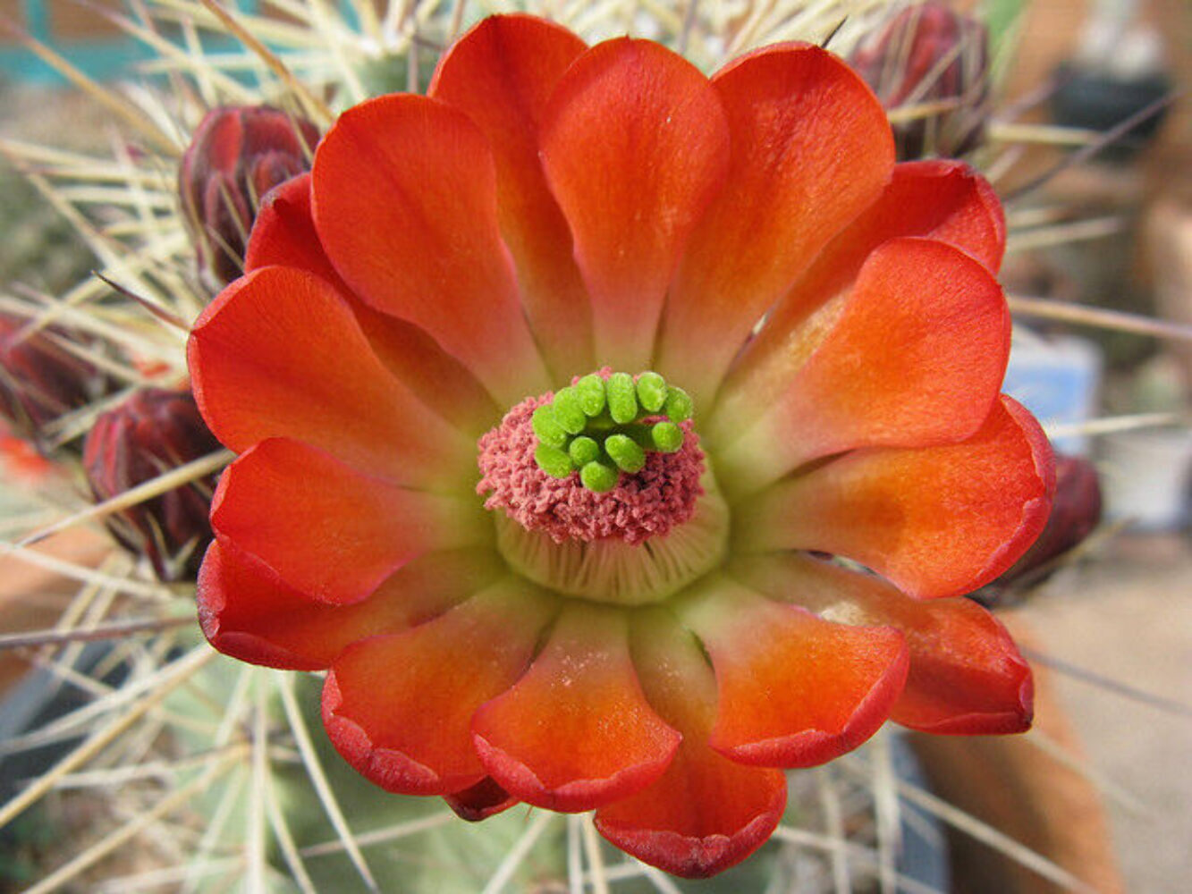 Echinocereus polyacanthus SEEDS – Strawberry cactus | Hedgehog cactus