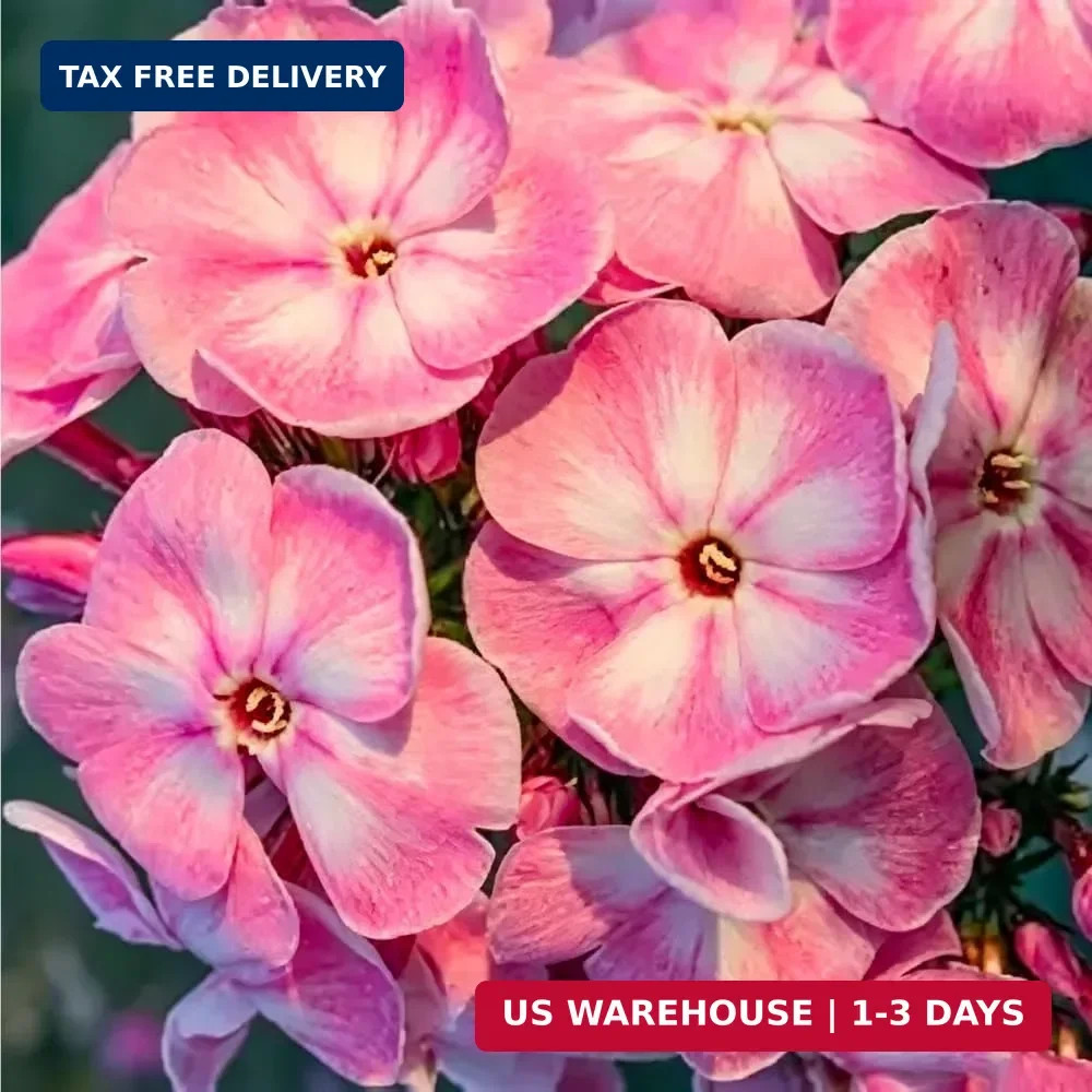 10007+ Creeping Mixed Phlox Seeds for Planting,Bright Perennial Creeping Phlox S