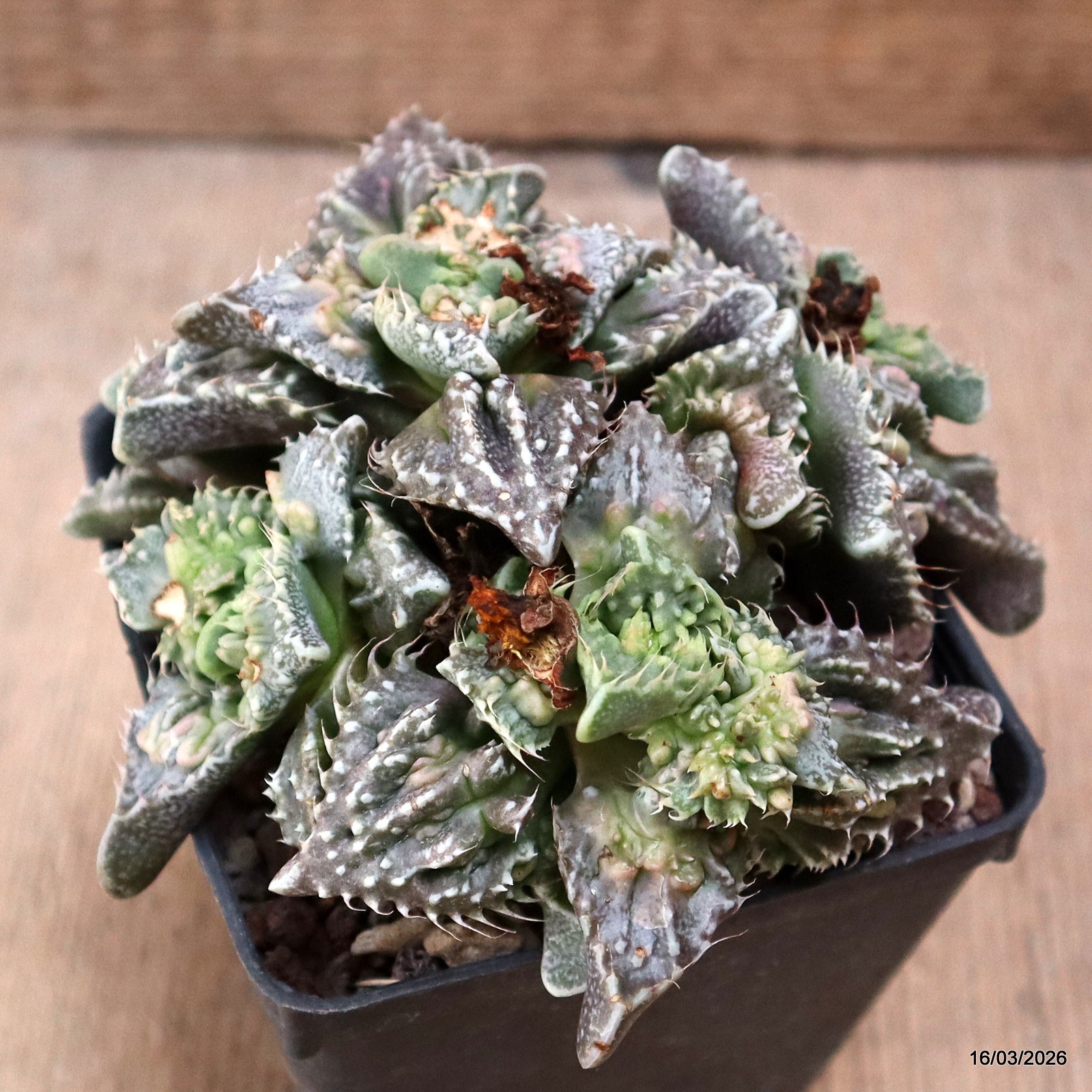 D8070 FAUCARIA TIGRINA MONSTER pot9-H7-W13 cm MaMa Cactus