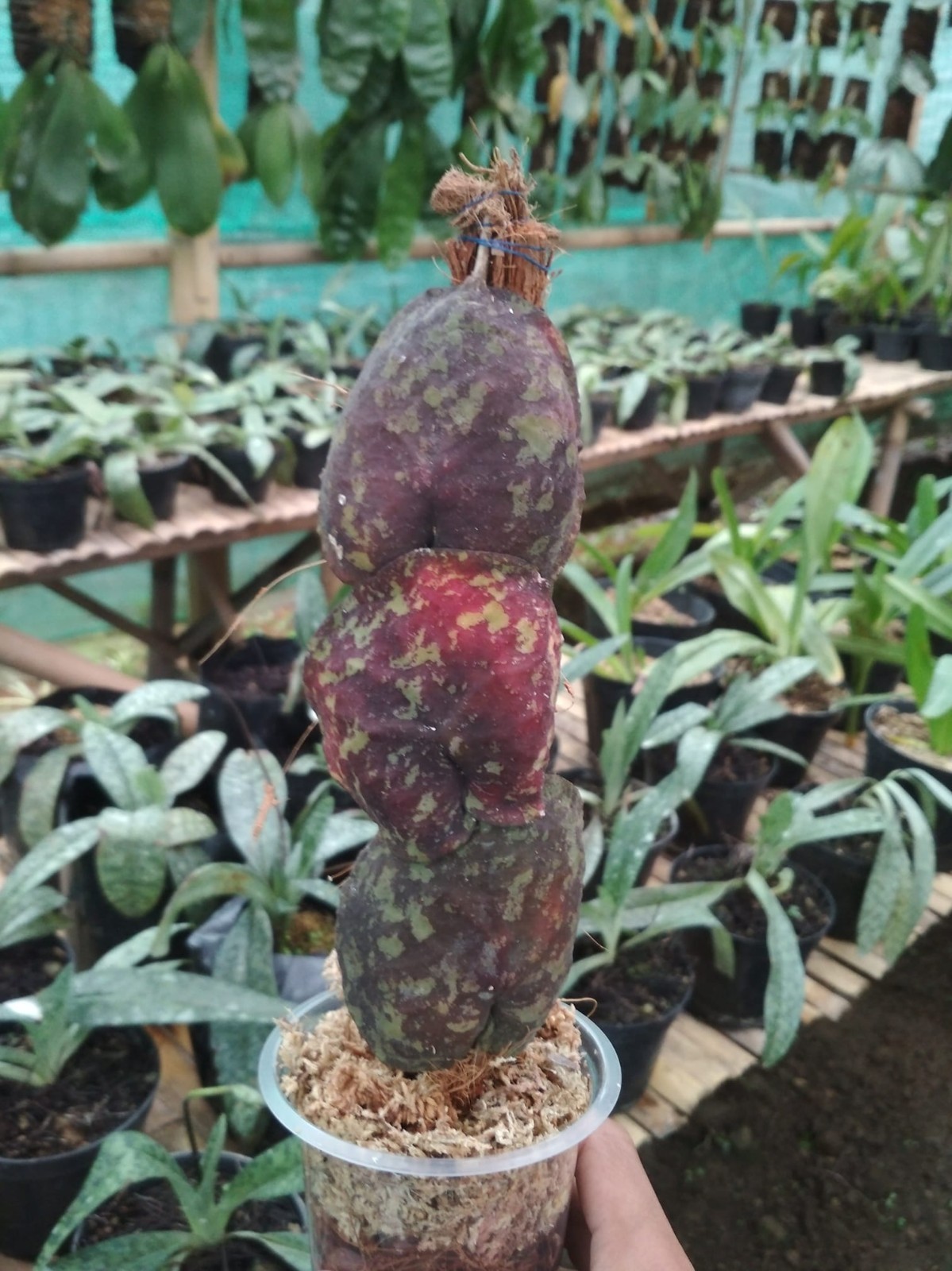 Real Pict Hoya Imbricata Red Beautiful Leaf Rare Plant