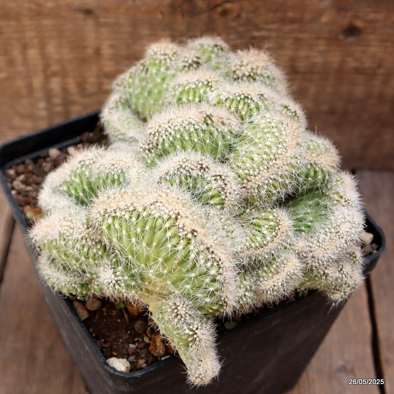 A8197 PACHYCEREUS PRINGLEI CRESTED pot 10 cm H 7 cm W 13 cm MaMa Cactus
