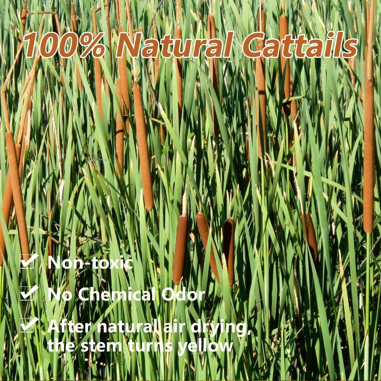 Dried Natural Brown Cattails Flowers – 20PCS Real Broadleaf Pencil Cattail St…