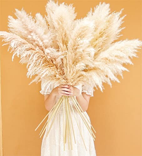 40″ inch Stems Natural Pampas Grass Decor Tall, pompas Grass, Tall Pampas 10