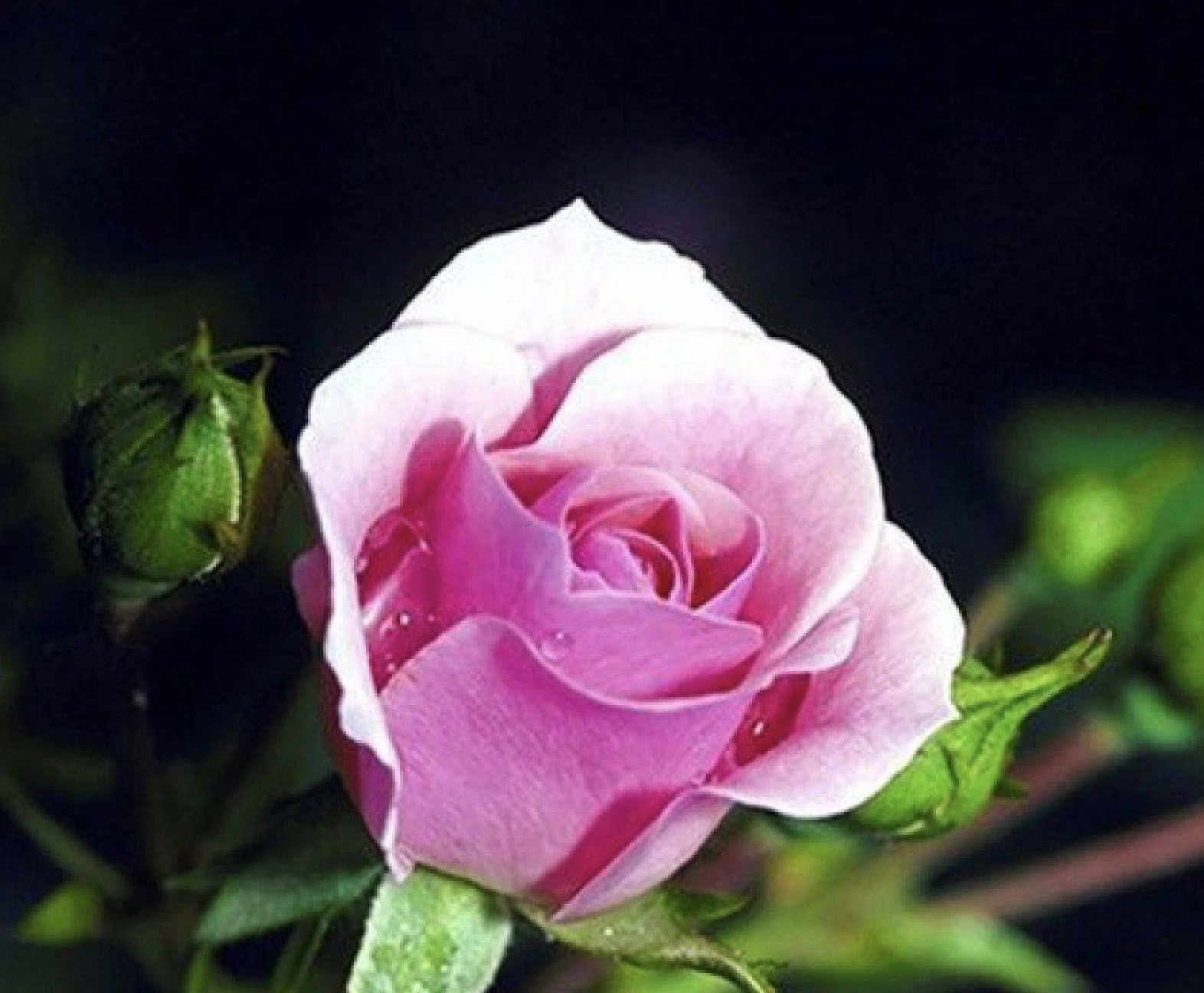 (10) CLASSIC ROSE SEEDS perennial flower garden plant bush tea USA SELLER TRACK