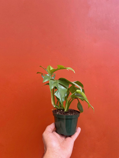 MONSTERA GINNY in 4″ Pot | Mini Split Leaf | Live HousePlant | Tetrasperma