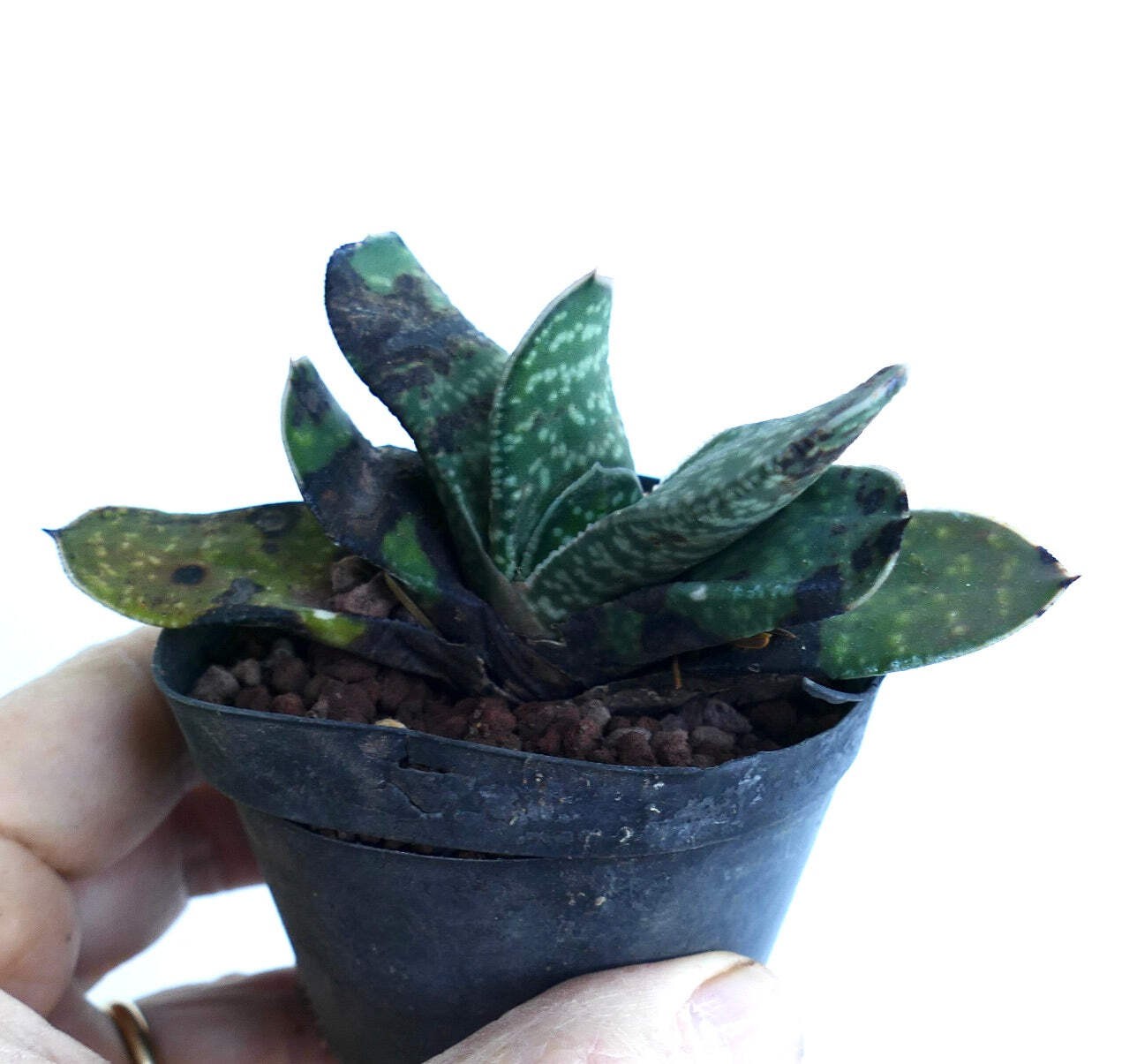 Gasteria bicolor SELECTED – Lawyer’s tongue | Ox tongue