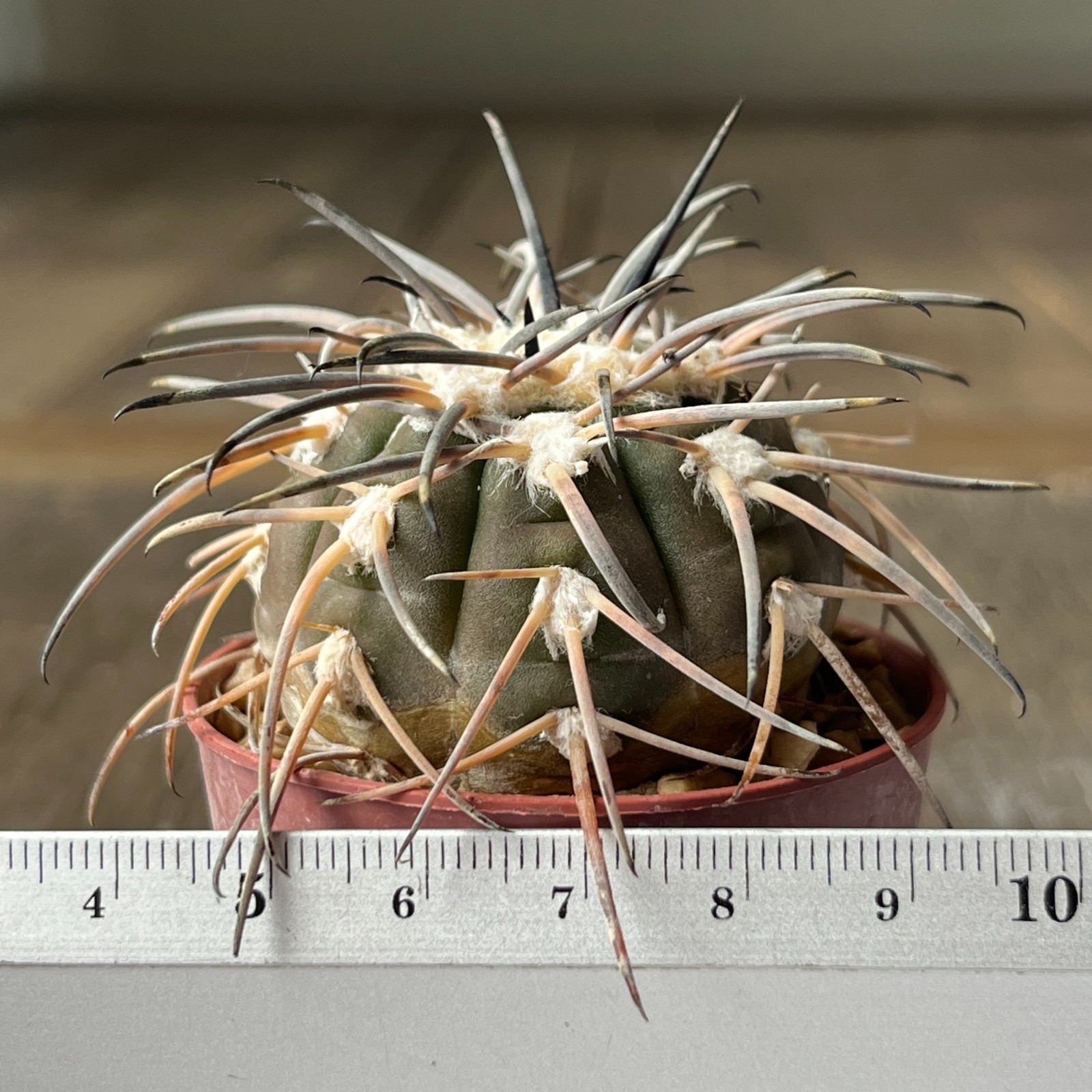 A39-2092 Gymnocalycium spegazzinii,KP235, Ruinas del Quilmes, Tacuman, own root
