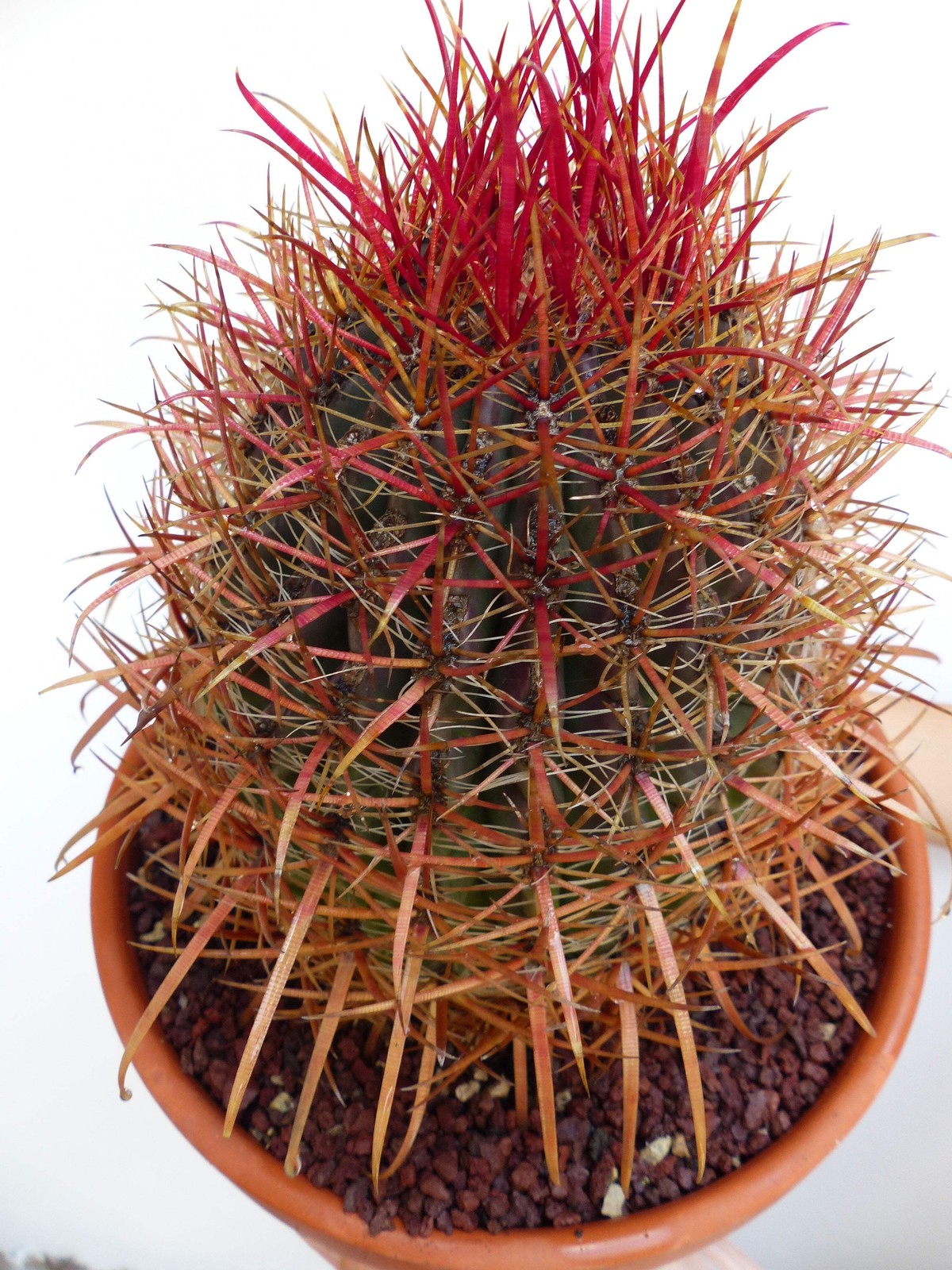 Ferocactus coloratus 10 SEEDS – Rare Cactus SEEDS