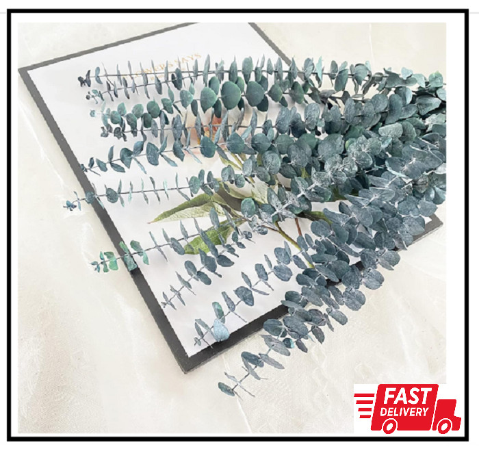 10 Pack Natural Dried Eucalyptus Bundle,17 Inch/45Cm Preserved Fresh Eucalyptus