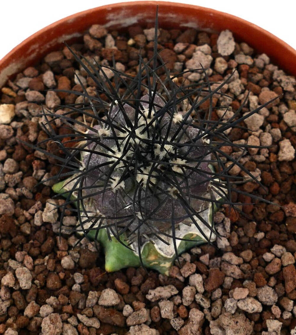 Copiapoa griseoviolace VERY STRONG SPINES GRAFTED – Gray Copiapoa | Purple Copia
