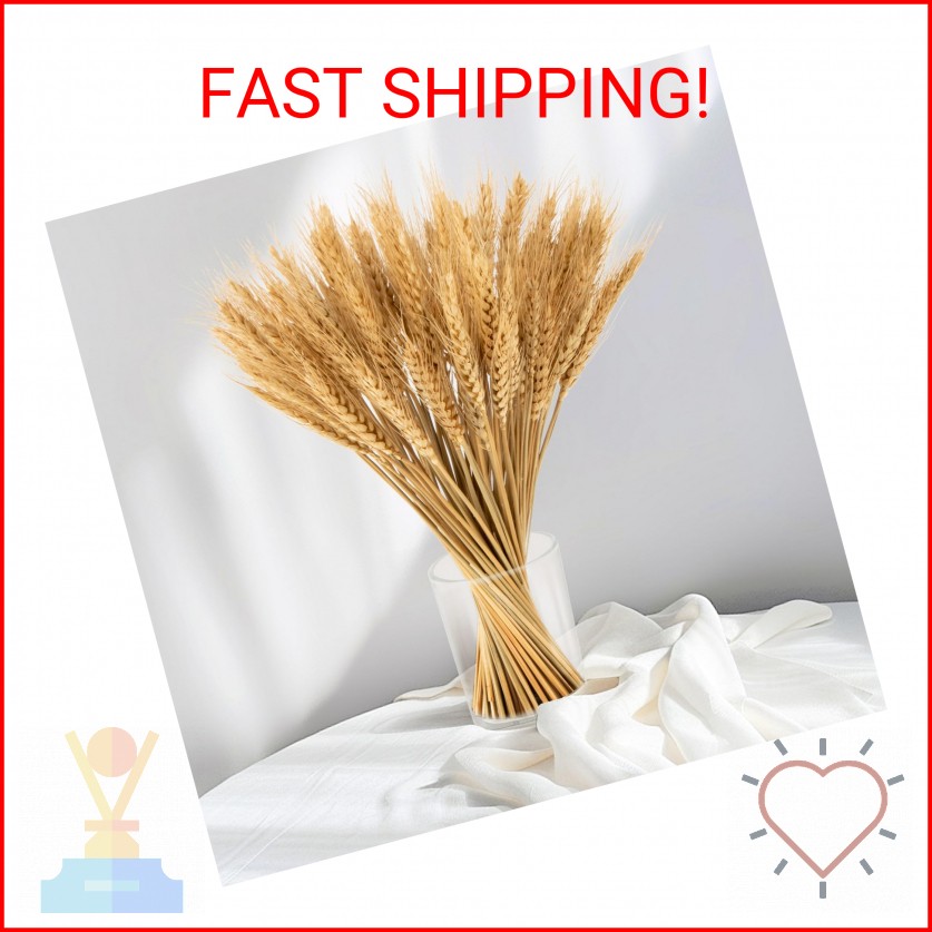 Sukh 100 Stems Dried Wheat Stalks for Decor – Sheaves Grass Natural Bunch Flower