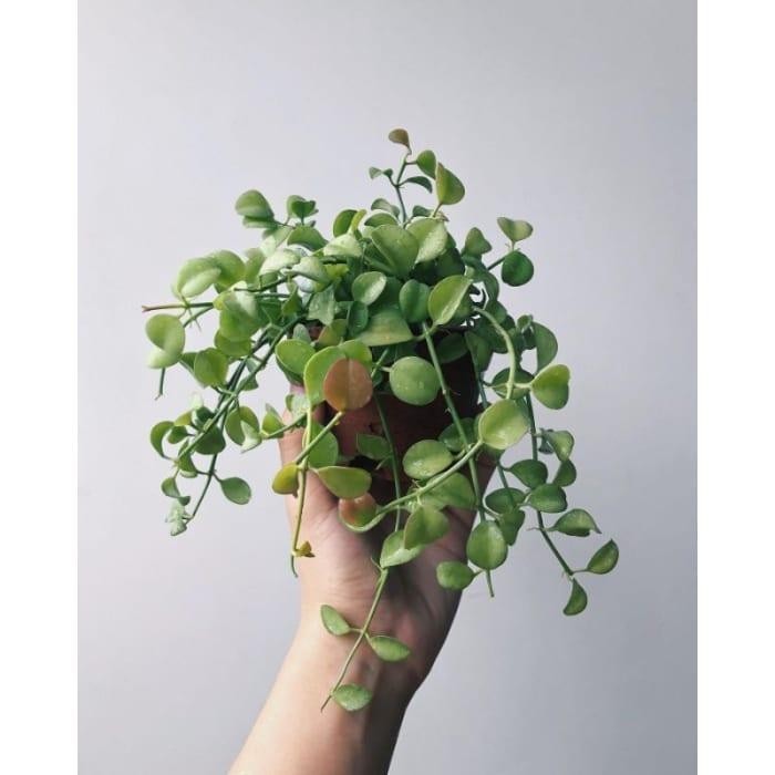 Dischidia Apple Leaves Rare Exotic Tropical Wax Plant