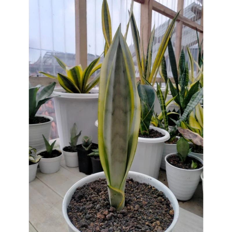 Sansevieria Laurentii Silver (Stover) Rare Snake Plant Live Exotic Plant PL083