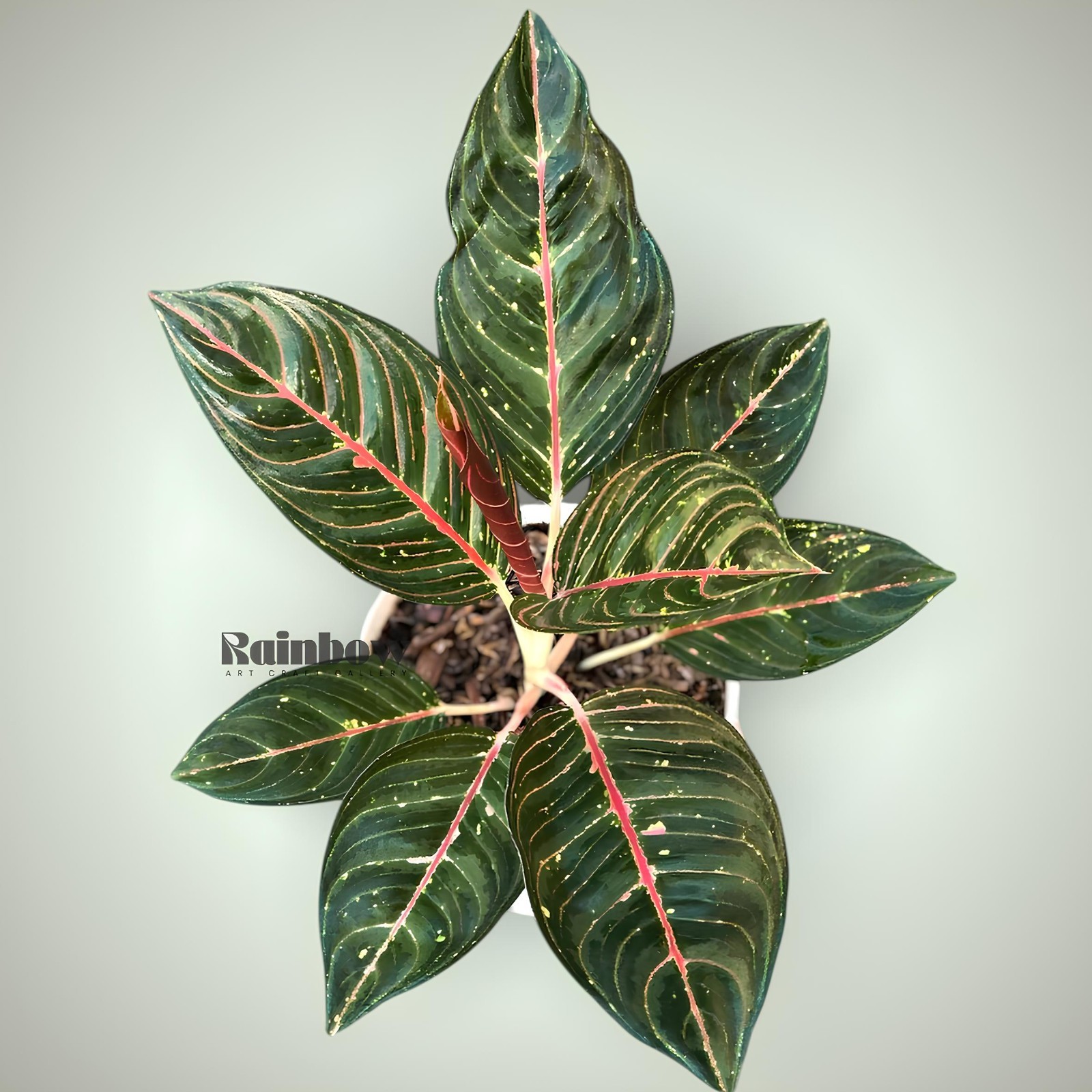 Aglaonema Black Diana Beatiful Ornamental Plant