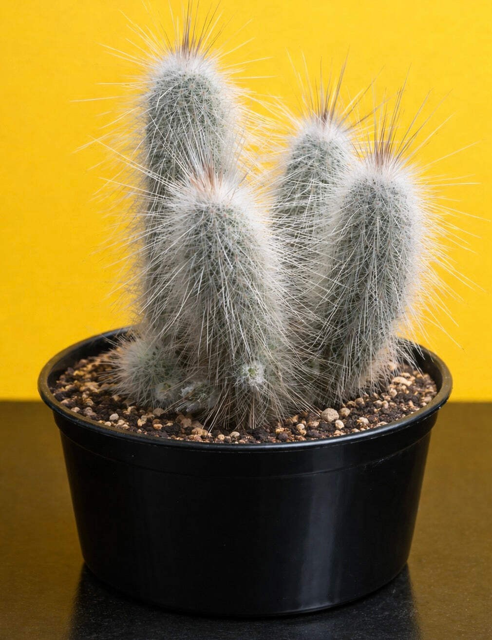 Echinocereus rayonensis L1101 SEEDS – Rare Cactus SEEDS