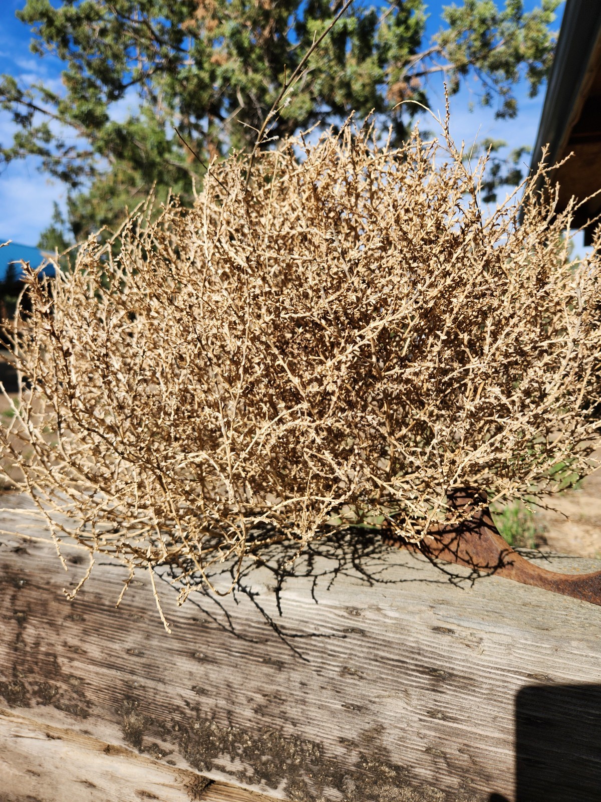 Real Oregon Tumbleweeds | Naturally Harvested for Crafts, Arts, Lamps, Decor