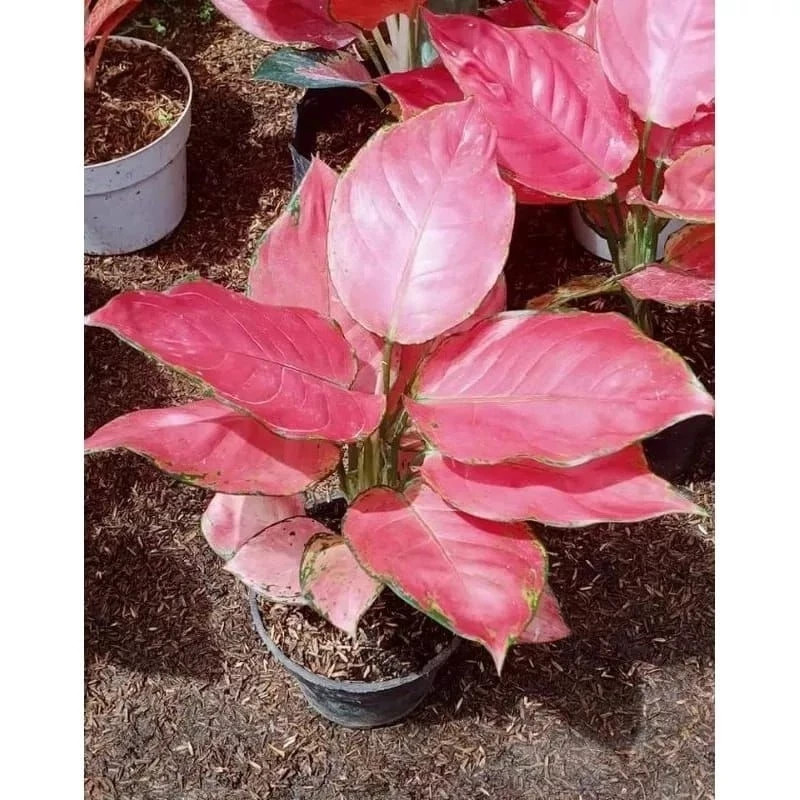 Real Pict Aglaonema Pink Catrina Rare Plant