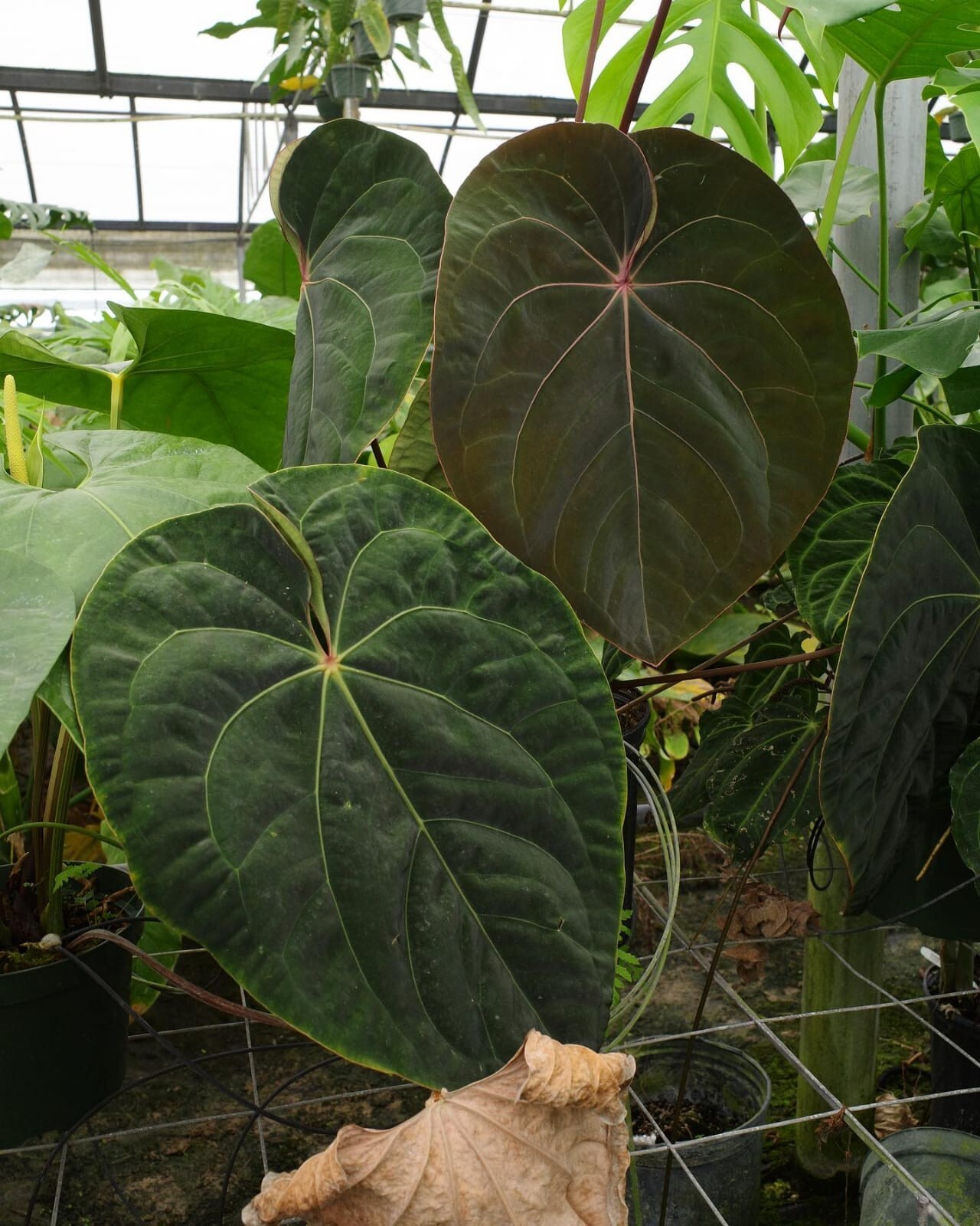 Anthurium hoffmanii red sinus rare anthurium variegated plant