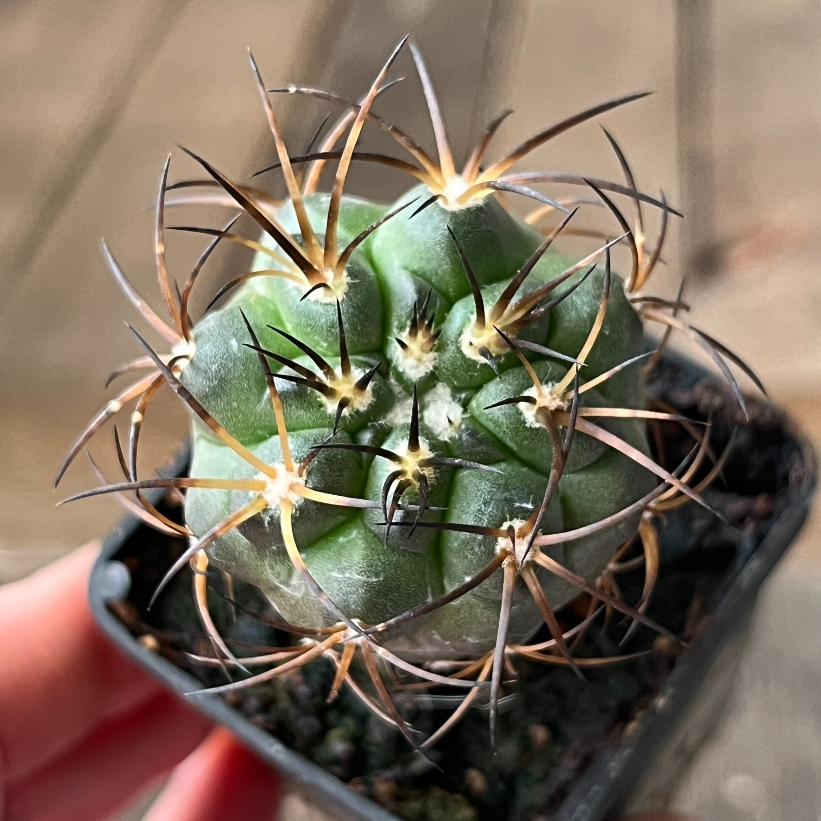 A23-815 Copiapoa schulziana, JN1717, Mina La Gloria, 560m, grafted