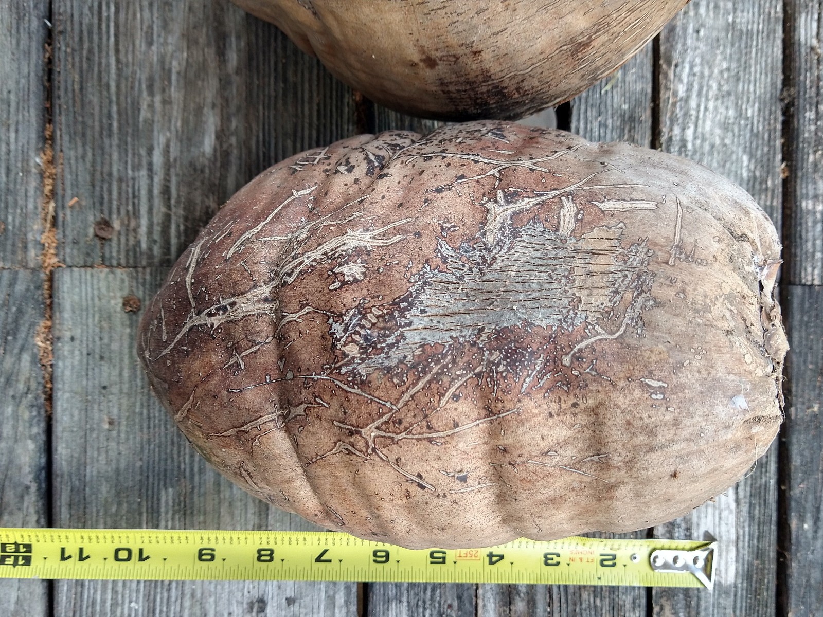 Whole Coconut Husk with Outer Bark Lot of 2 Giant 10″ Arts & Crafts Tiki Decor
