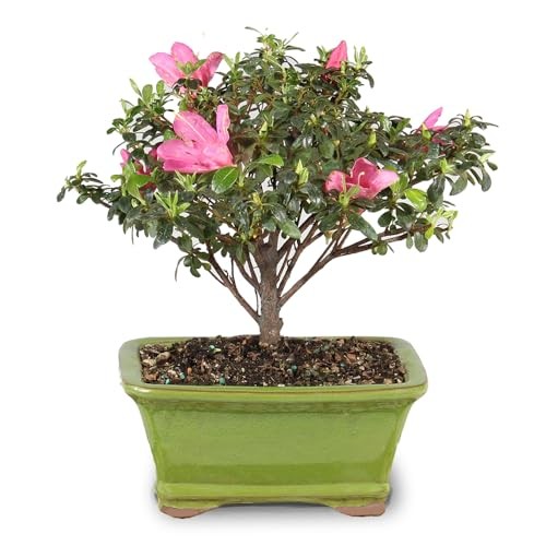 Brussel’s Bonsai – Live Satsuki Azalea Flowering Tree in Small, Green
