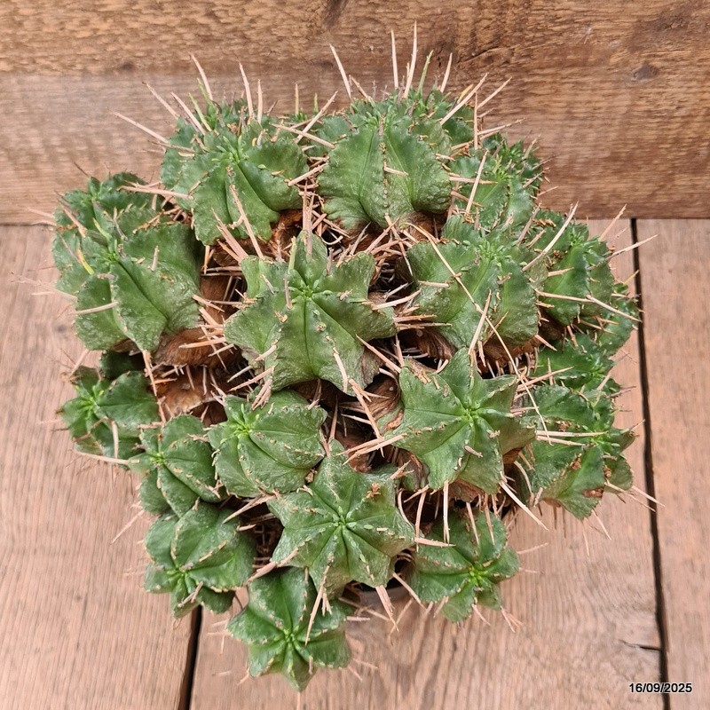 D6483 EUPHORBIA MELOFORMIS pot18-H19-W27 cm MaMa Cactus