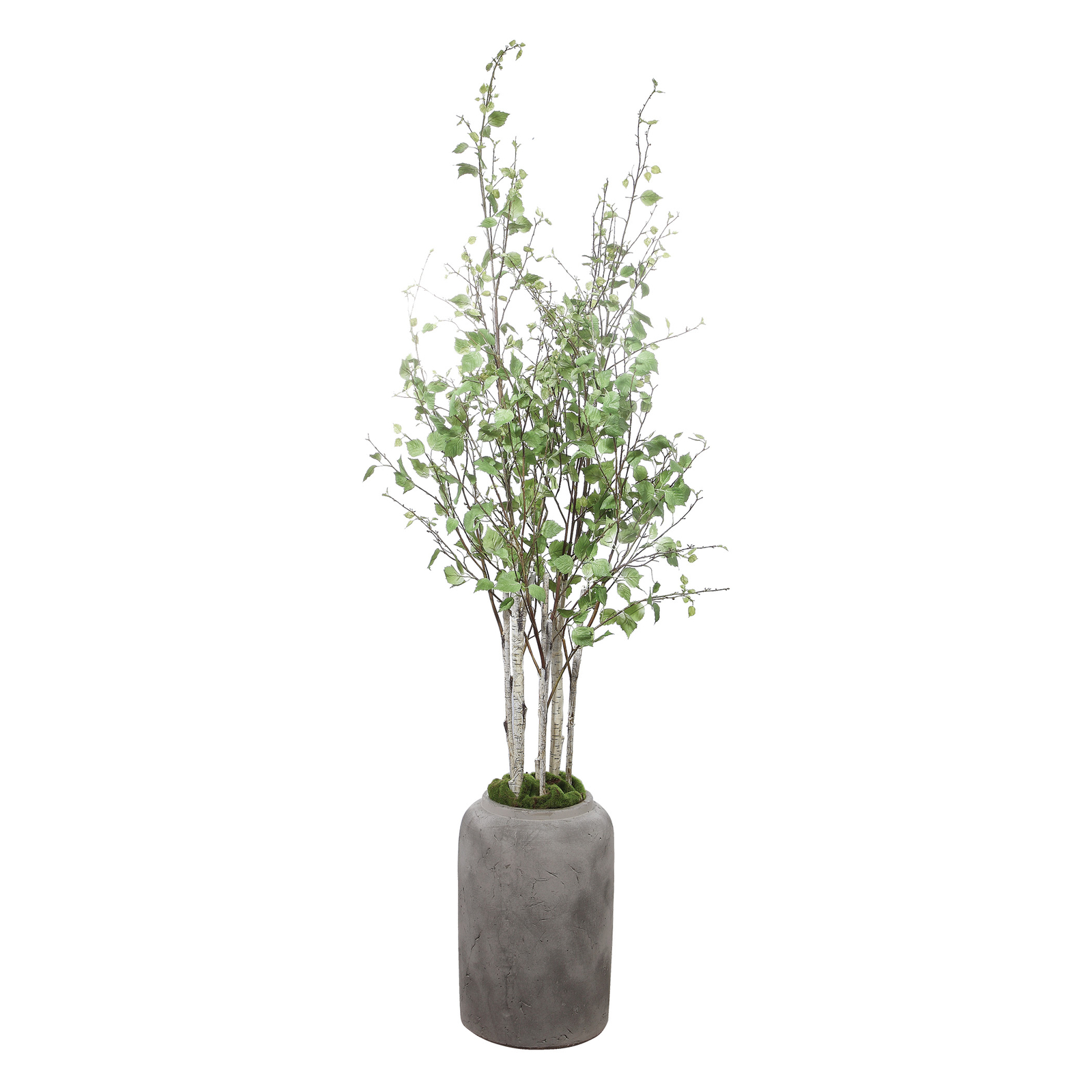 River Birch Tree Branches Potted Concrete Planter Minimalist Floor