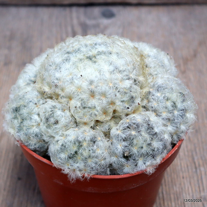 D2805 MAMMILLARIA PLUMOSA pot10,5-H8-W11 cm MaMa Cactus