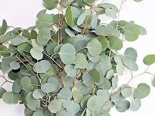 Silver Dollar Eucalyptus Stems, Dried Flowers, 10 Dry Eucalyptus Flower Stems